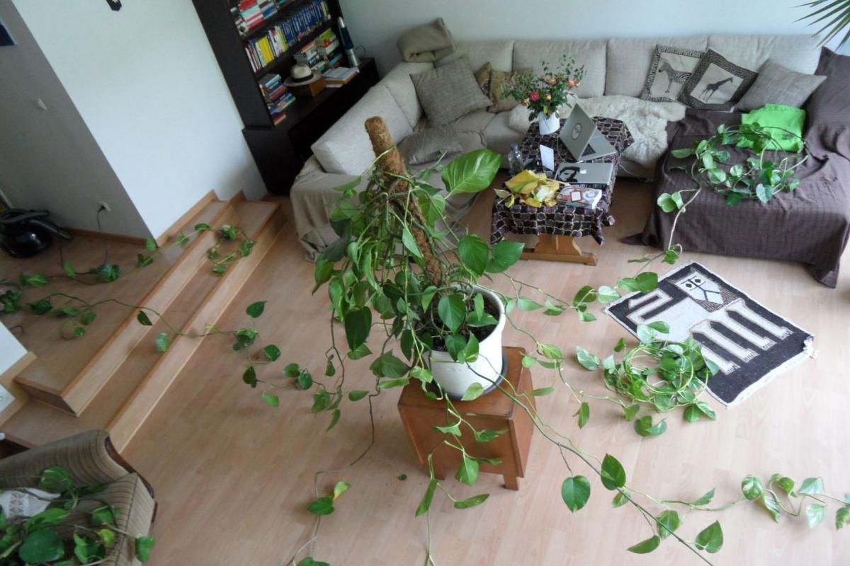 Green Wohnzimmer: die Entfesselung des Pflanzikowskis. http://t.co/Y4Dyqam