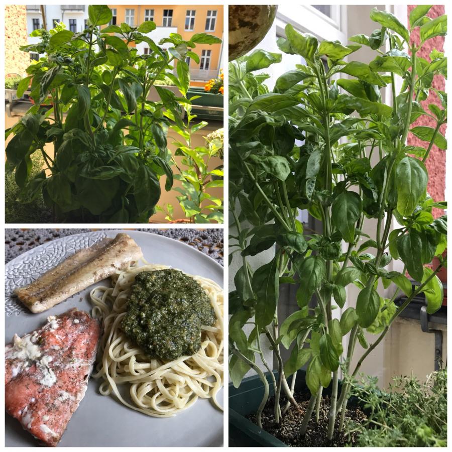 Basilikumbaum erleichtert, Pesto selbstgemacht, Nudeln selbstgemacht und Fisch dazu = extrem lecker!!