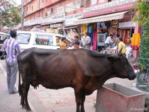 Parkplatz: eine Kuh macht Halt