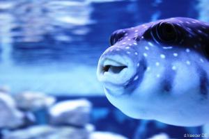 Bowling for Aqua: der Ottfried Fischer unter den Fischen