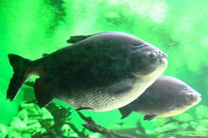 Big Fish: Bengalische Riesen-Karpfen; die tun nur freundlich!
