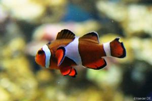 Nemo gefunden: ein kleiner Clownfisch ganz nah