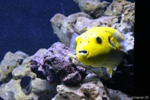 Yellow Subfish: im Dunkeln gänzlich ohne Selektionsvorteil